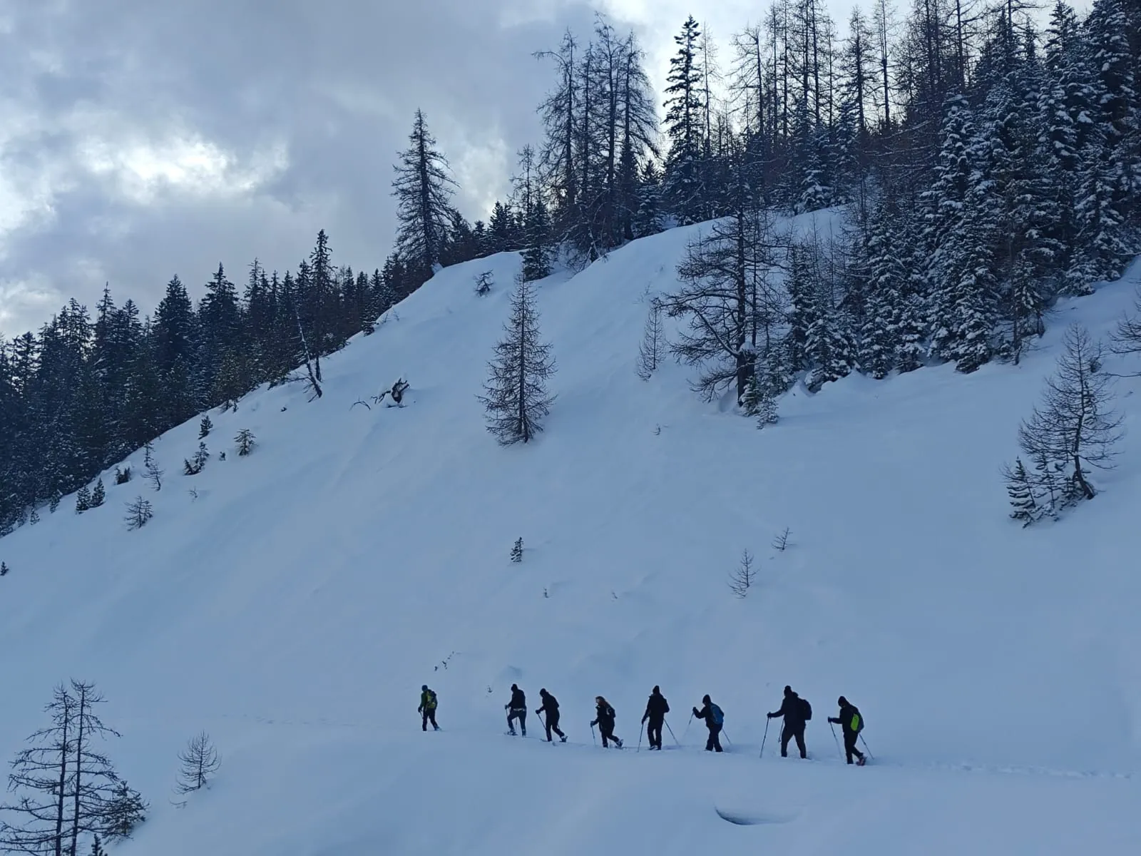 Eine Gruppe von Schneeschuhwanderern an einem verschneiten Hang zwischen Tannen